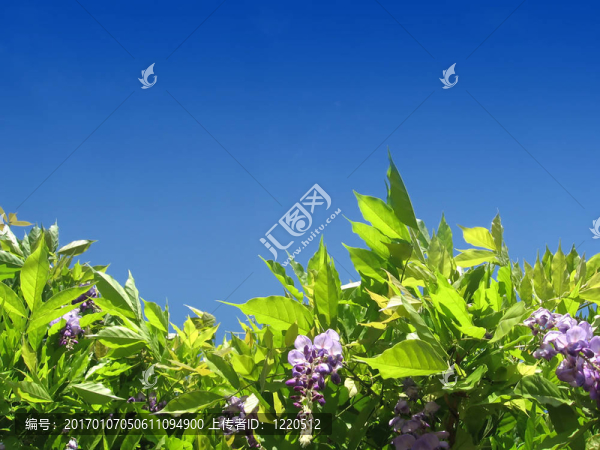 天空上的花