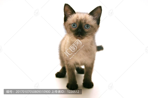 小貓咪