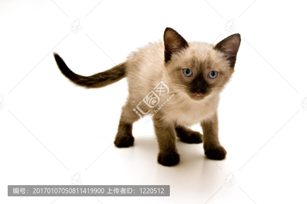 小貓咪