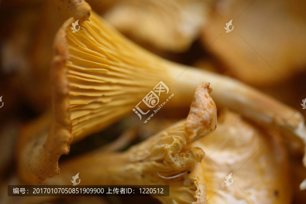 雞油菌