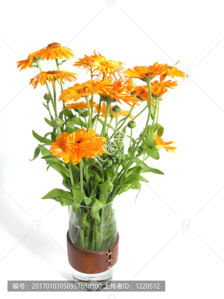 金盞花