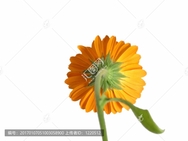 金盞花