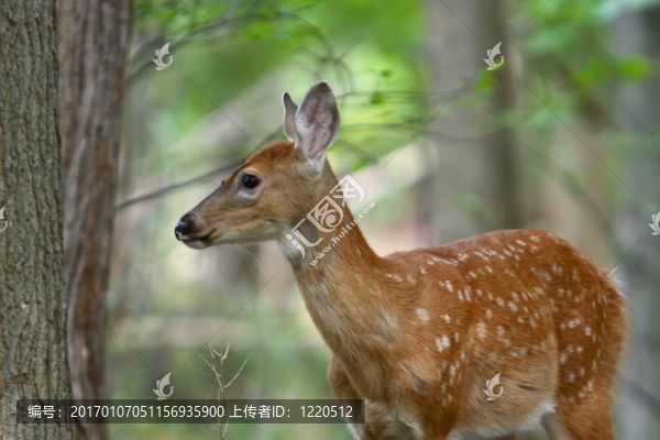 6夏天的小鹿