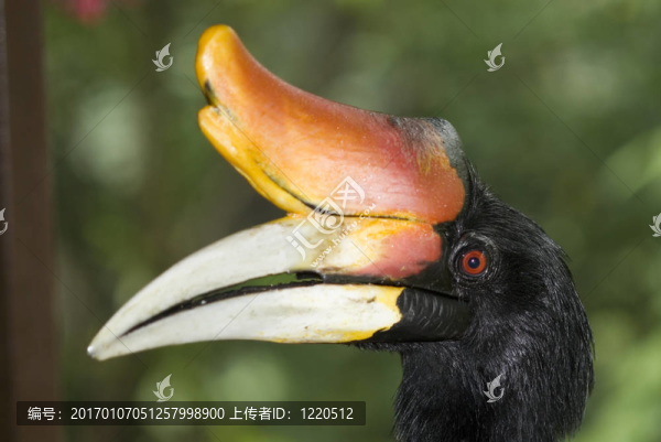 犀鳥