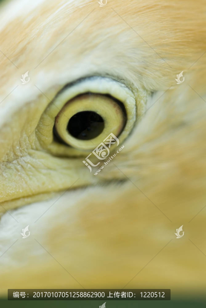 鳥(niǎo)之眼