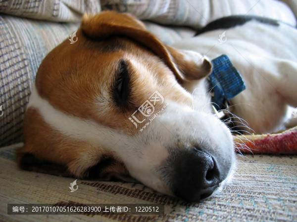 昏昏欲睡的小獵犬