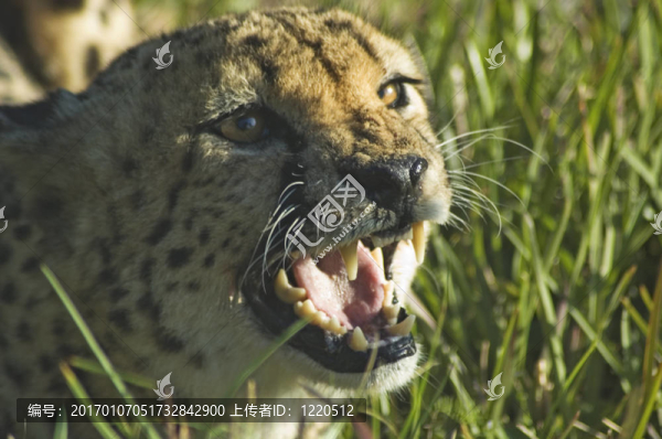 獵豹咆哮