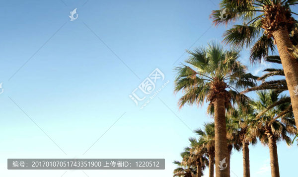 清除空中的棕櫚樹