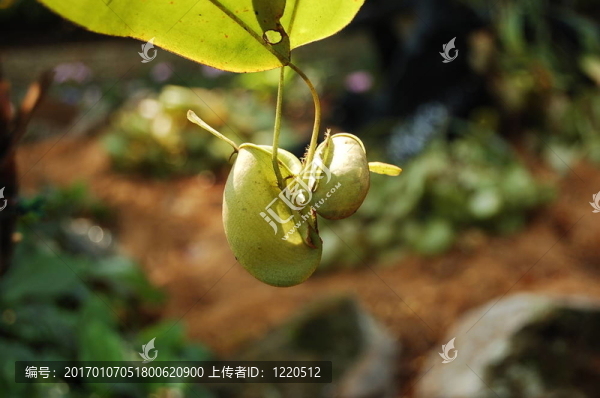 豬籠草