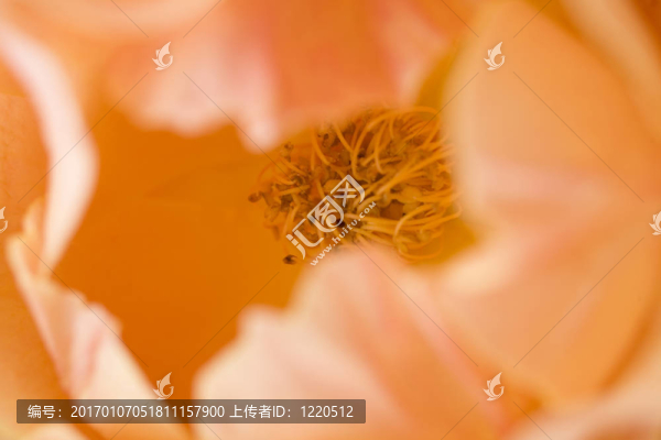 橙玫瑰的宏
