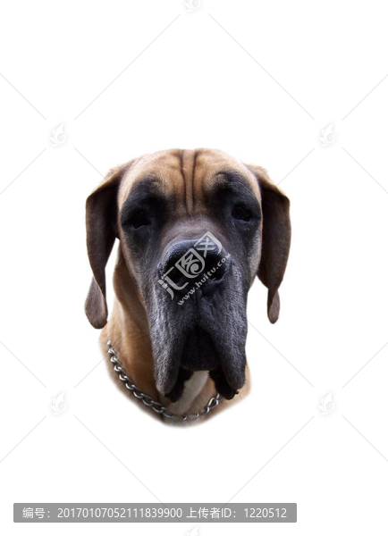 德國獒