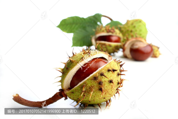 板栗