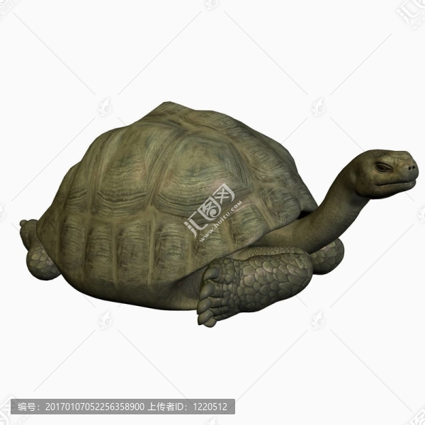 加拉帕戈斯陸龜