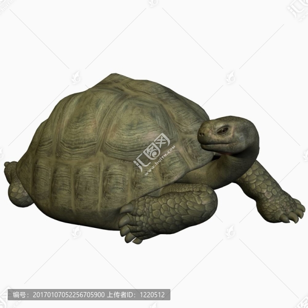 加拉帕戈斯陸龜