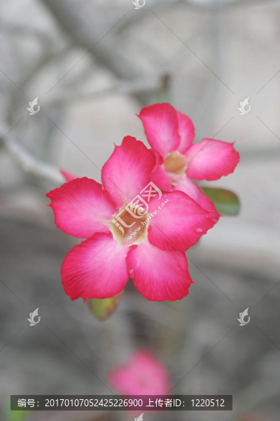粉紅色的花