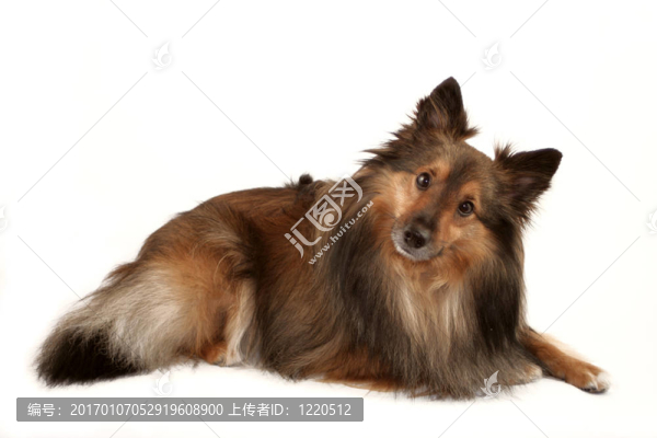 狗的肖像