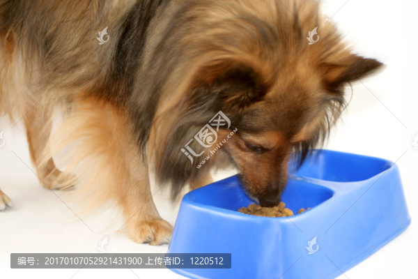 狗吃