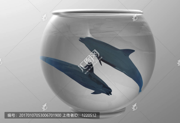 海豚