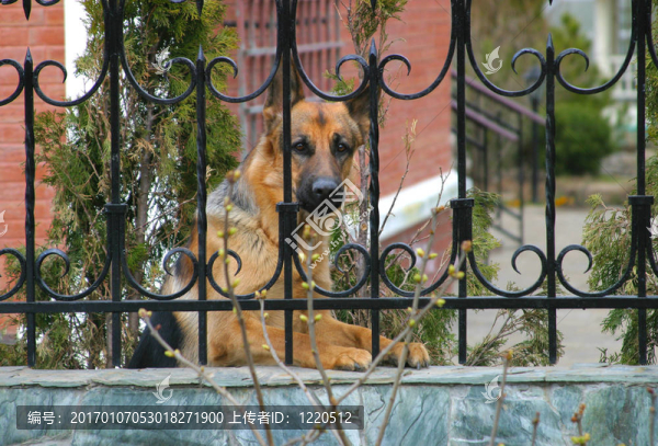 德國(guó)牧羊犬
