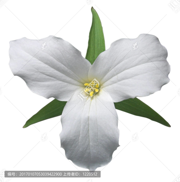 白色延齡草