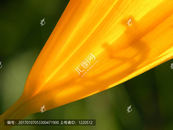 橙花