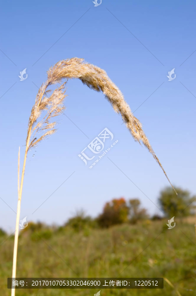 草