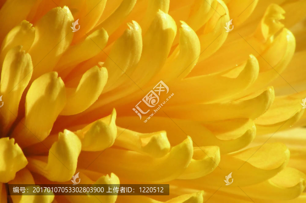 黃色的花