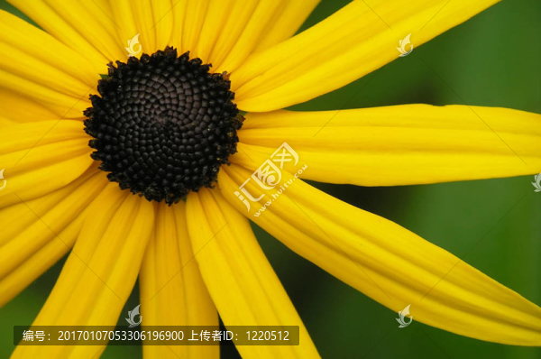 黃色的花