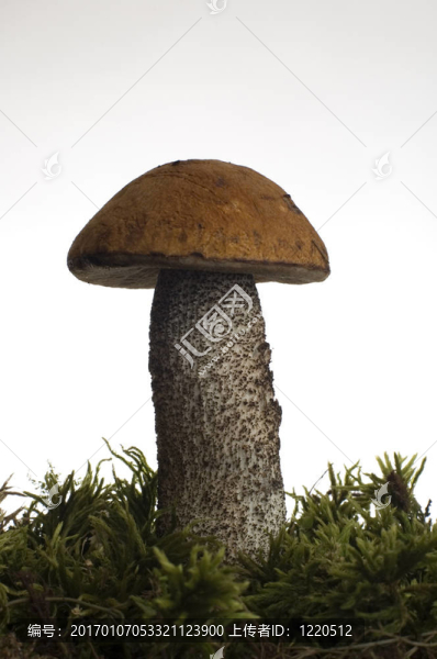 蘑菇