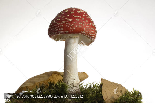 紅蘑菇