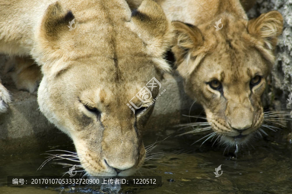 兩飲水母獅-,2