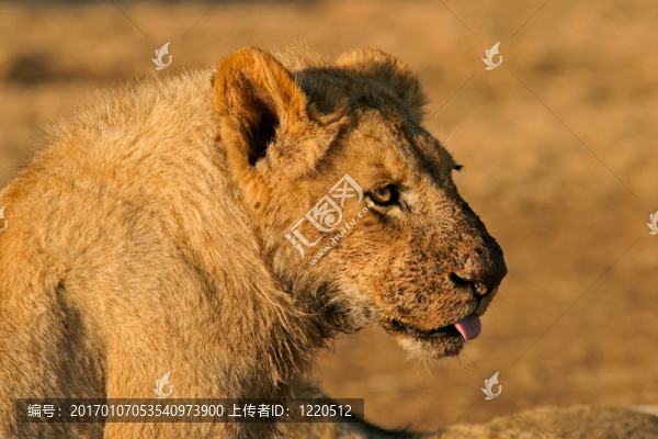 獅子喂養(yǎng)后