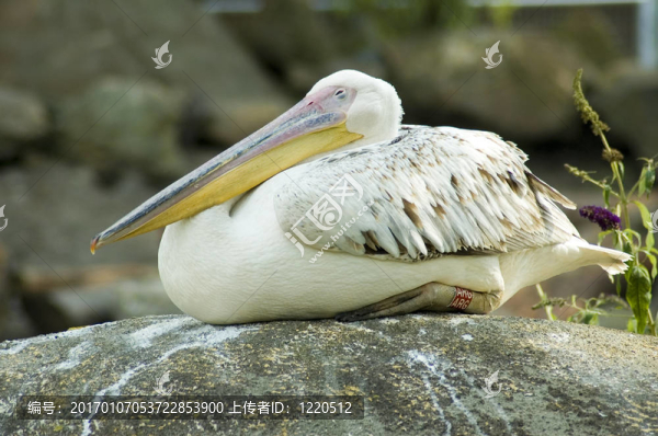 沉睡的鵜鶘