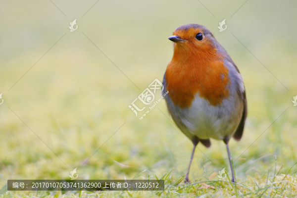 羅賓露水