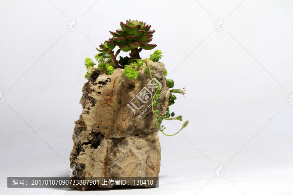 盆栽,多肉植物