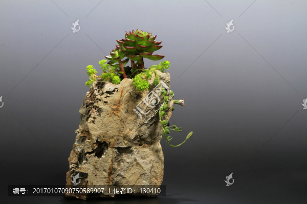 多肉植物,盆栽