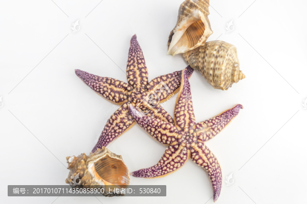 海星貝殼