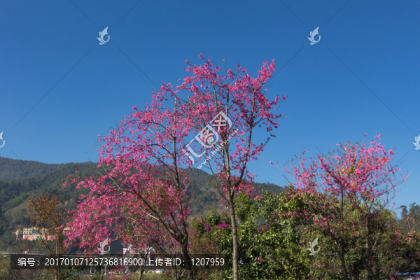 櫻花