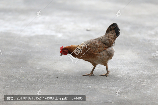 母雞-匯圖網(wǎng) www.fosd68.com 母雞