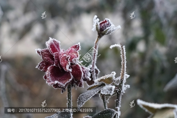 霧掛殘花