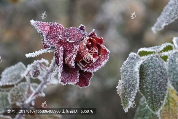 霧掛殘花