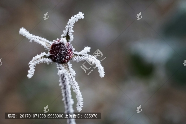 霧掛殘花