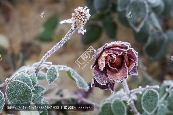 霧掛殘花