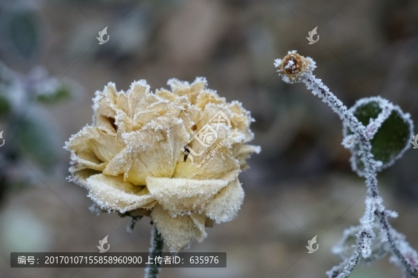 霧掛殘花
