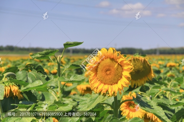 向日葵