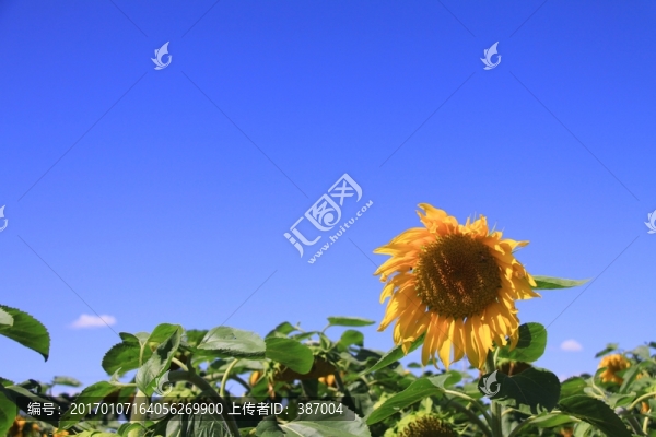 向日葵