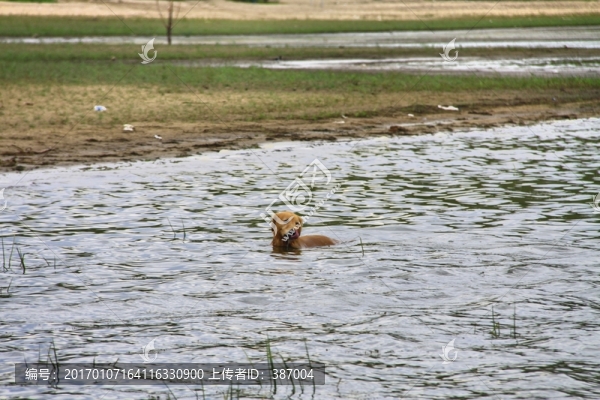 多倫湖