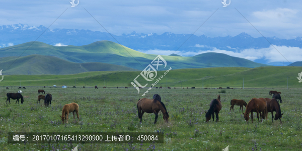 牧馬