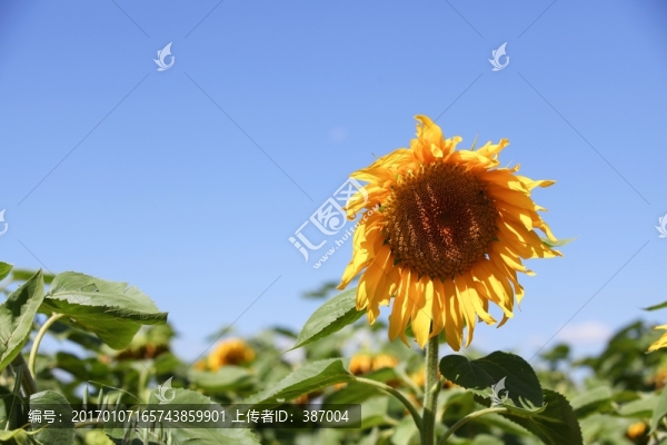 向日葵