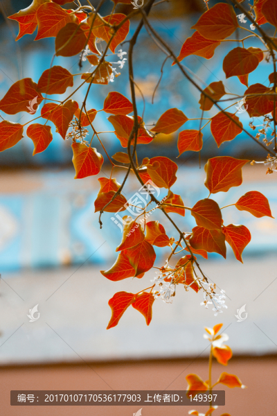 紅色的樹(shù)葉